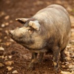 4210368-le-cochon-souriant