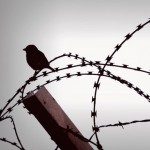 noborders_wired_bird